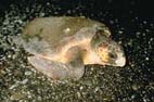 アカウミガメ アカウミガメ