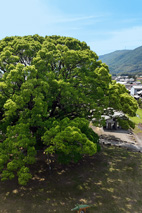 自生する巨大なクスノキ|特別天然記念物 自生する巨大なクスノキ|特別天然記念物