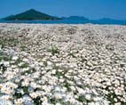 荘内半島(フラワ−パ−ク浦島) 荘内半島(フラワ−パ−ク浦島)