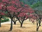 栗林公園(北梅林の梅) 栗林公園(北梅林の梅)