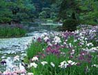 栗林公園(花菖蒲) 栗林公園(花菖蒲)