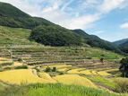 中山千枚田 中山千枚田