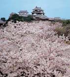 松山城T 松山城T
