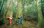 千本山のヤナセ杉 千本山のヤナセ杉