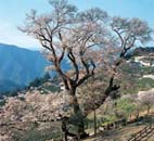 ひょうたん桜 ひょうたん桜