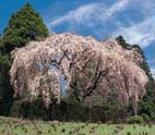 しだれ桜 しだれ桜