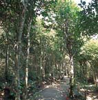 足摺岬の椿 足摺岬の椿