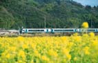 菜の花畑の横を走行する特急列車 菜の花畑の横を走行する特急列車