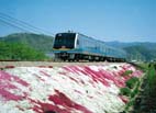 芝桜の横を走行する特急列車「あしずり号」(土讃線西佐川駅・佐川駅間) 芝桜の横を走行する特急列車「あしずり号」(土讃線西佐川駅・佐川駅間)