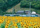 太陽の花ヒマワリの横を走行する特急列車「しまんと号」 太陽の花ヒマワリの横を走行する特急列車「しまんと号」