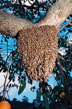 ミツバチの分蜂 ミツバチの分蜂