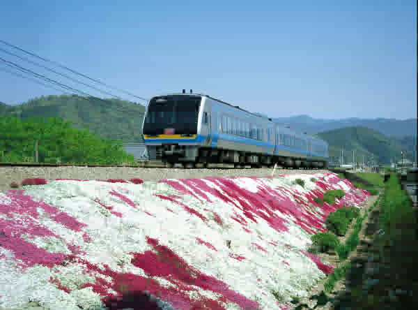 芝桜の横を走行する特急列車｢あしずり号」（土讃線西佐川駅・佐川駅間）